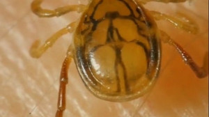 6 Tipps: So schützt man sich vor Zecken, Borreliose und FSME