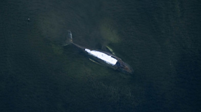 Backhaus: Netzplane für Wal-Transport im Wasser