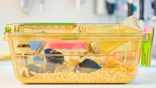 Heizung an Uni Gießen defekt: rund 600 Mäuse sterben an Überhitzung