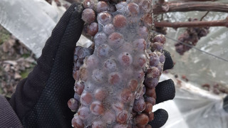 Südhessens Winzer ernten Eiswein: Luxus-Tropfen dank Frost