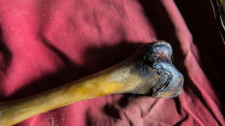 Menschlicher Knochen am Rheinstrand