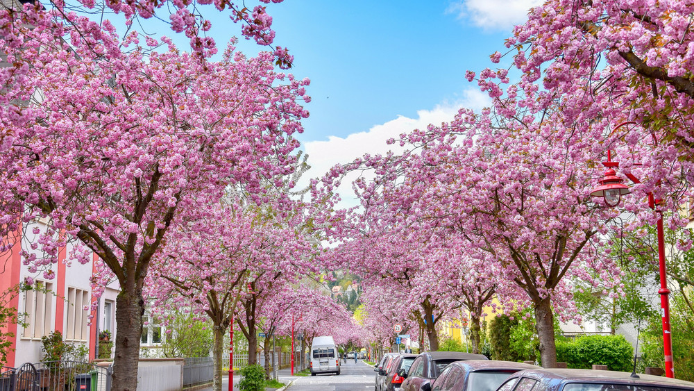 Die japanischen Kirschblüten blühen in Marburg in der Stresemannstraße. 