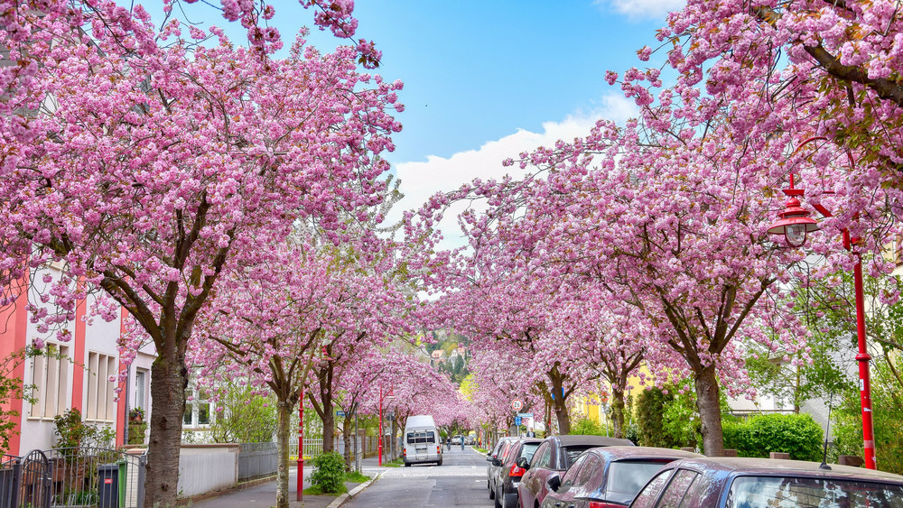 Blick auf die Marburger Stresemannstraße mit blühenden Kirschbäumen