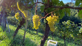 Start der Weinlese im Rheingau