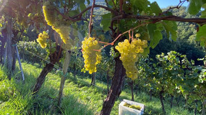 Bergstraße: Weinlese beginnt trotz herausforderndem Wetter