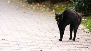 Voting Aberglaube: Freitag der 13. – wie abergläubisch bist du?