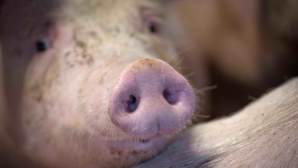 Ein Schwein schnüffelt in einem Mastbetrieb.