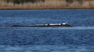 Wal gibt Laute von sich - weiterer Plan unklar