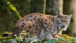 Zwei Luchs in Thüringen ausgewildert