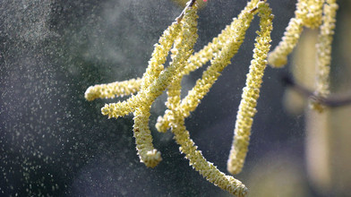 Hessens Pollenproblem: Erle und Hasel im Anmarsch