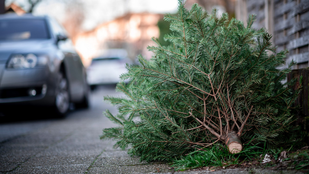 Ein Tannenbaum liegt an einer Straße. Im Januar beginnt in vielen Orten die Abholung der abgeschmückten Weihnachtsbäume.