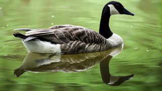Frankfurt-Eschersheim: Vogelgrippe an Kanadagans nachgewiesen