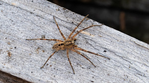 Mehr Spinnen im Herbst in den Häusern: Nabu rät zu Gelassenheit