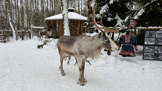 Rentier-Führerschein im Tierpark Sababurg