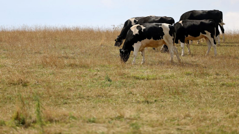 Die Wiesen sind vertrocknet - Viehhalter werden im Herbst mehr zufüttern müssen, befürchtet der Bauernverband (Symbolbild) 
