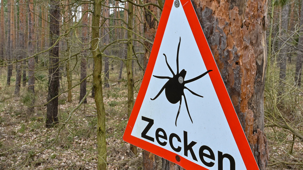 Auch Südhessen gehört zu den Zecken-Risiko-Gebieten: Hier gibt es räumlich begrenzte Gebiete mit Zecken, die den gefährlichen FSME-Erreger in sich tragen (Symbolbild).
