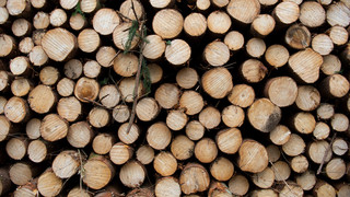 Kurioser Raub in Krumbach im Odenwald: 300 Fichten unbemerkt abgeholzt