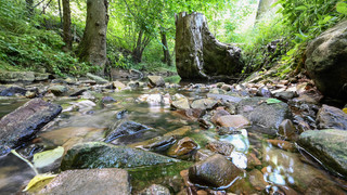 Bäche leiden unter Trockenheit: RP Darmstadt ruft zum Wassersparen auf