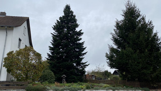 Baum für den Märchenweihnachtsmarkt in Kassel kommt aus Borken