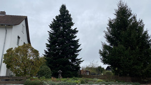 Baum für den Märchenweihnachtsmarkt in Kassel kommt aus Borken