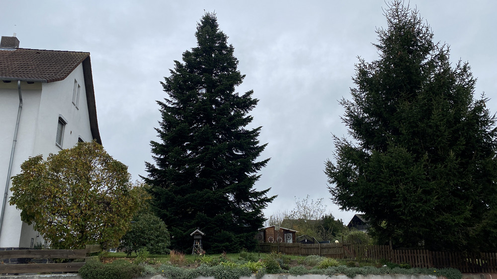 Der Kasseler Weihnachtsbaum kommt dieses Jahr aus Borken-Freudenthal.