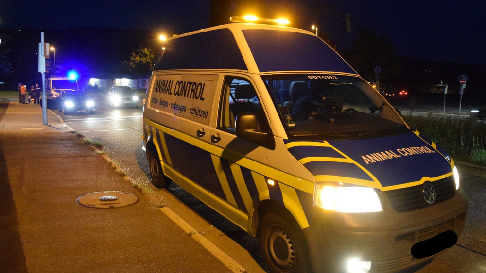 Neben der Polizei ist auch die Tierrettung auf Wildschwein-Verfolgungsjagd gegangen.