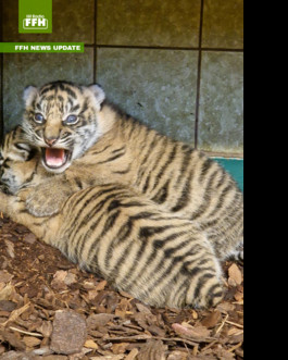 Heidelberg: Süßer Tigernachwuchs öffnet Augen - Fotos (auto. import)