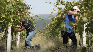 Klimawandel macht Albaniens Winzern zu schaffen