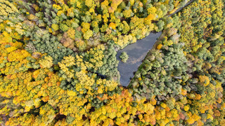 Hessens Wälder im Dauerstress durch Klimaextreme