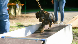 Zur Löwenburg und Zurück: Dackelspaziergang im Bergpark Wilhelmshöhe