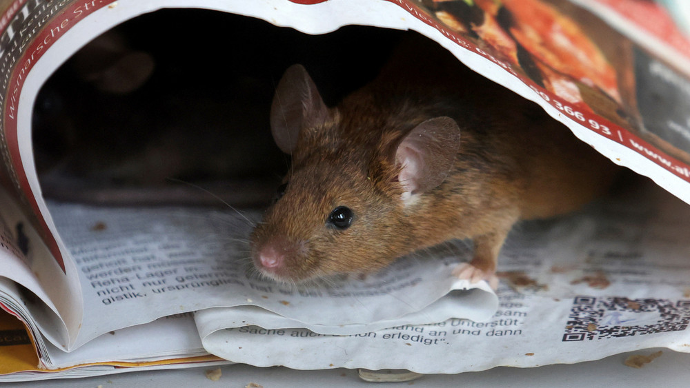 Mäuse haben Kabel zur Ampelsteuerung angefressen und damit eiinen Kurzschluss verursacht 