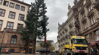 27 Meter hohe Küstentanne wird Wiesbadener Weihnachtsbaum