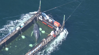 Wal auf riskanter Reise: Hoffnung und Zweifel begleiten Transport