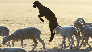 A661 und B3 gesperrt: Polizei "verhaftet" ausgebüxtes Schaf