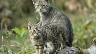 BUND Hessen: Wildkatzenbabies in Ruhe lassen