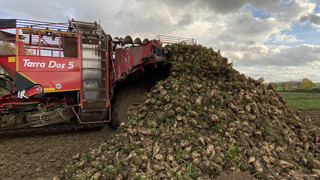 Zu wenig Sonne: Landwirte erwarten durchschnittliche Zuckerrübenernte