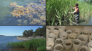 Wo der Klimawandel zuerst zuschlägt: Ostsee reagiert empfindlich