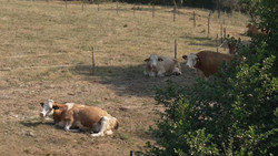 Kühe in der Krise: Landwirtschaft kämpft mit Trockenheit