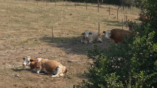 Kühe in der Krise: Landwirtschaft kämpft mit Trockenheit