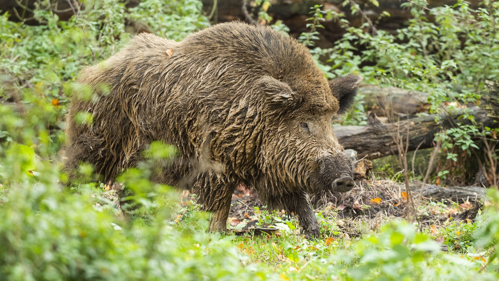 Südhessen verzeichnet einen Höchststand bei Schweinepest-Fällen (Symbolfoto).