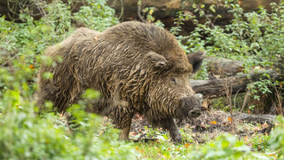 Landkreis Darmstadt-Dieburg: 200 Euro Abschussprämie pro Wildschwein