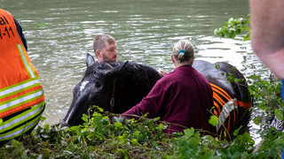 Pferd fällt bei Gemünden in die Ohm: aufwendige Rettung