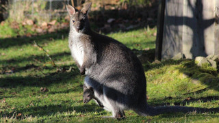 Tierpark Sababurg: Frischlinge und Jungtiere an Ostern