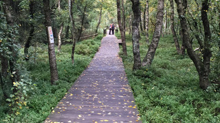 Rotes Moor in Ehrenberg: Bohlenpfad zwei Wochen geschlossen