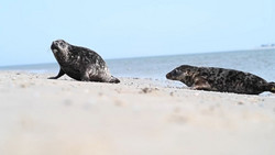 Aufgepäppelte Kegelrobben: Jasper und Tomi zurück in der Nordsee