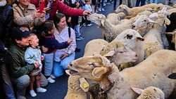 Tausende Schafe ziehen für Transhumanzfest durch Madrids Straßen