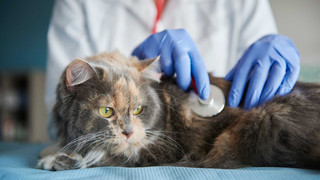 Tierarztbesuche werden teurer: Mehrkosten für Haustierbesitzer