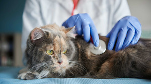 Tierarztbesuche werden teurer: Mehrkosten für Haustierbesitzer