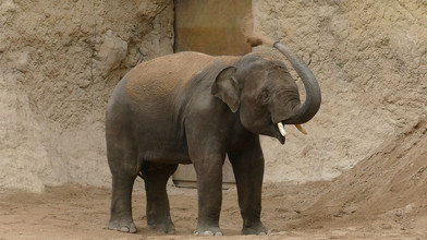 Neuer Elefant Vinh zieht in WG in Heidelberger Zoo ein