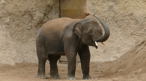 Neuer Elefant Vinh zieht in WG in Heidelberger Zoo ein